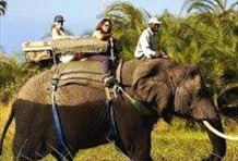 Elephant Back Safari - Half Day